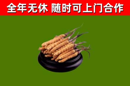 五大连池市回收冬虫夏草